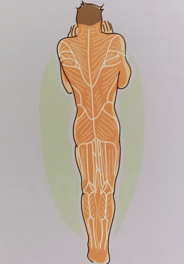 Illustration de la chaîne musculaire postérieure